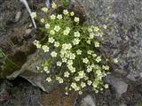 Minuatria capillare